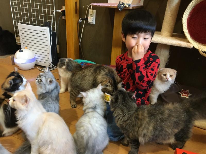 猫カフェが大好きなゼン君が来てくれました 茨城県鹿嶋市で猫カフェなら抱っこｏｋの猫かふぇジュエリー